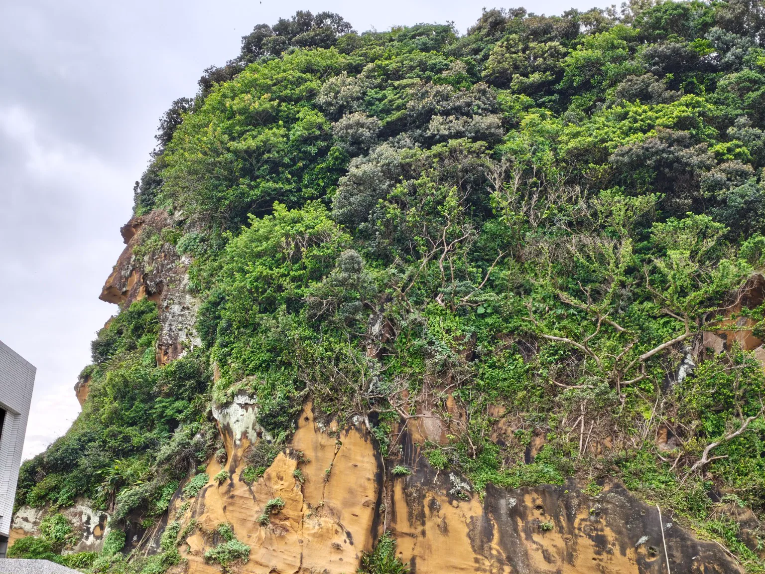 從深澳漁港方向看酋長岩，側臉輪廓被茂密植被包圍。