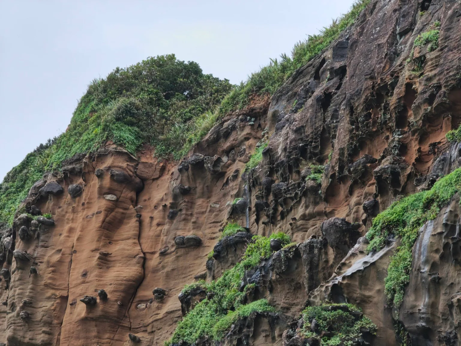 酋長岩岩壁上的蜂窩狀風化、孔洞與沿縫生長的植物。