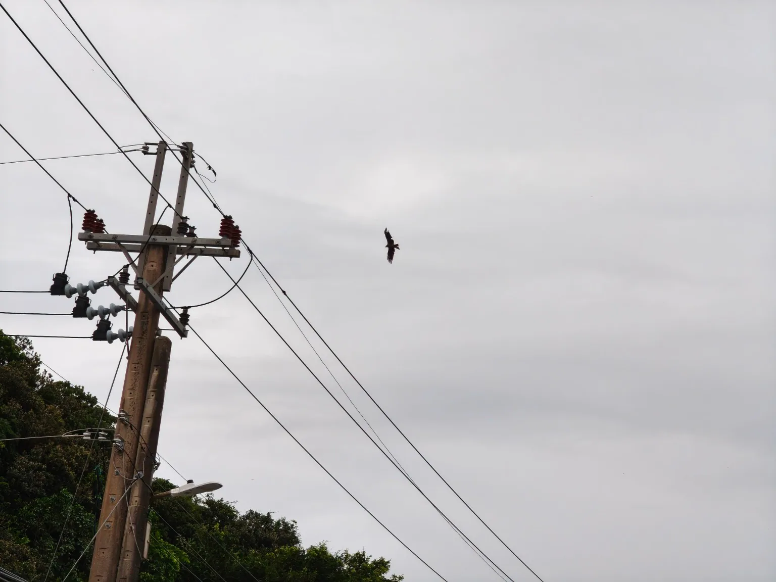 陰天天空下，一隻疑似黑鳶的猛禽在電線附近盤旋。