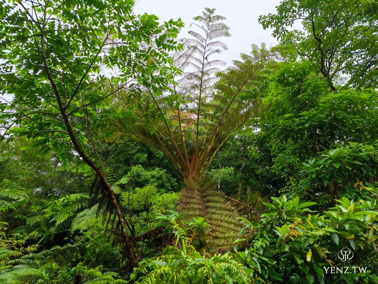 濕潤森林中的大型蕨類，葉面帶著雨水。